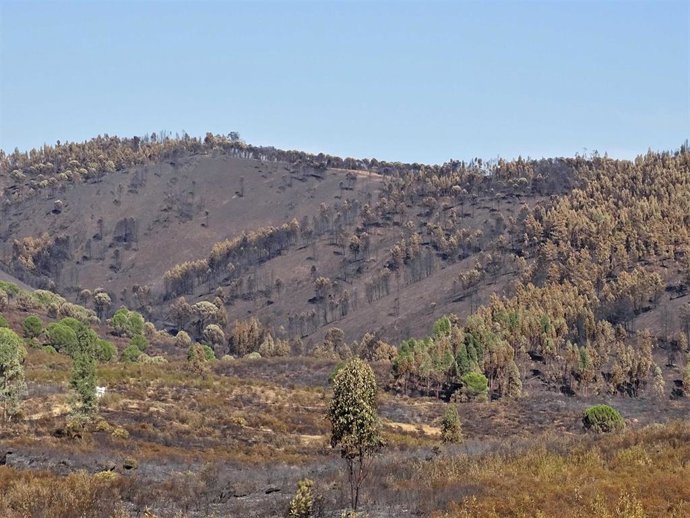 Archivo - Masa forestal en Almonaster la Real (Huelva).