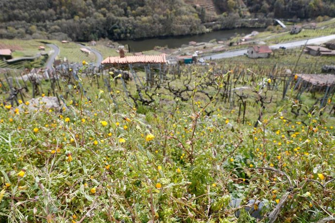 Archivo - Árboles en flor en la ribera del Miño, a 20 de marzo de 2025, en Chantada, Lugo, Galicia (España). La primavera ha arrancado este jueves, 20 de marzo, a las 10.00 horas de la mañana, y se prolongará durante casi 93 días, hasta las 22.42 del 21 d