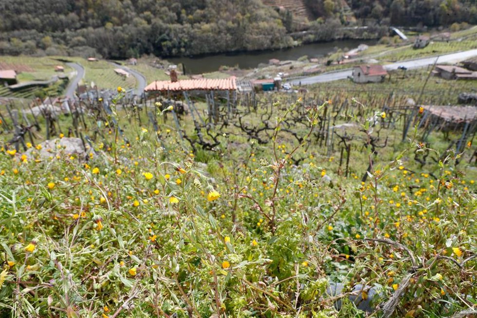Archivo - Árboles en flor en la ribera del Miño, a 20 de marzo de 2025, en Chantada, Lugo, Galicia (España). La primavera ha arrancado este jueves, 20 de marzo, a las 10.00 horas de la mañana, y se prolongará durante casi 93 días, hasta las 22.42 del 21
