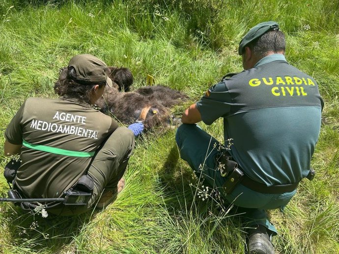 Un agente medioambiental y un efectivo de la Guardia Civil, junto al cuerpo del oso.