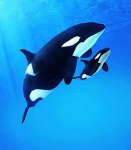 La orca 'Morgan' y su cría, Teno, en Loro Parque
