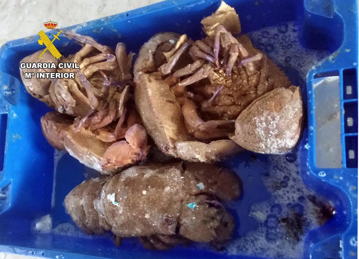 Cae en Cartagena un grupo delictivo con 4 detenidos y 300 kilos de pescado capturado de forma ilícita