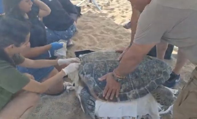 Imagen de la tortuga boba