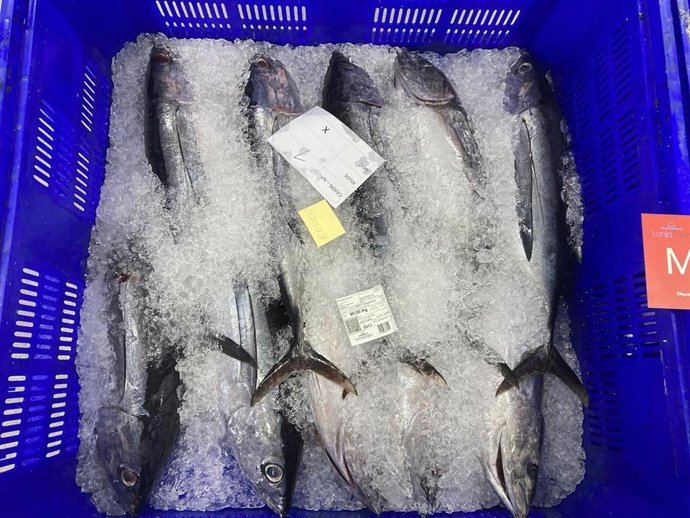 Bonito Subastado En Lonja Gijón, En El Puerto Gijonés De El Musel.