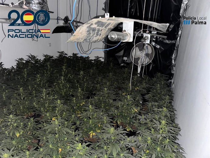 Plantación en una vivienda de la calle Manacor de Palma