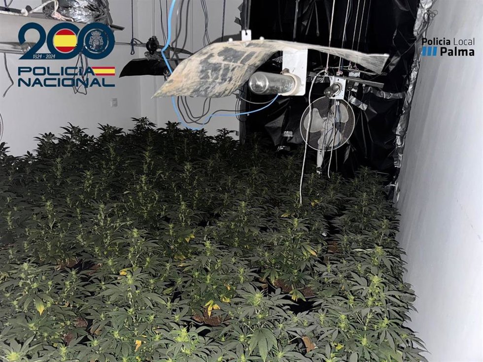 Plantación en una vivienda de la calle Manacor de Palma