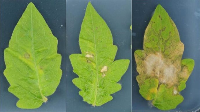 Hojas de la planta del tomate