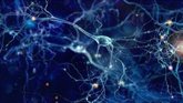 Foto: ¿Cómo decide tu cerebro? Científicos descubren que neuronas 'bajan juntas la misma montaña'