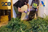 La Policía Nacional desmantela varios cultivos de marihuana en Alcantarilla (Murcia) y detiene a 36 personas