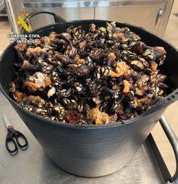 Percebes decomisados