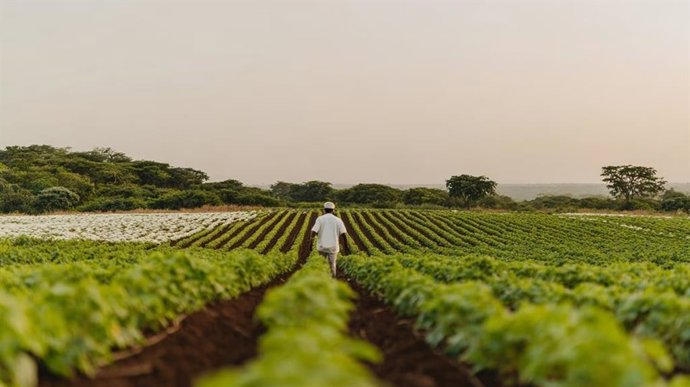 BBVA concede un crédito de 170 millones de euros a Banco do Brasil para apoyar a las pymes del país.