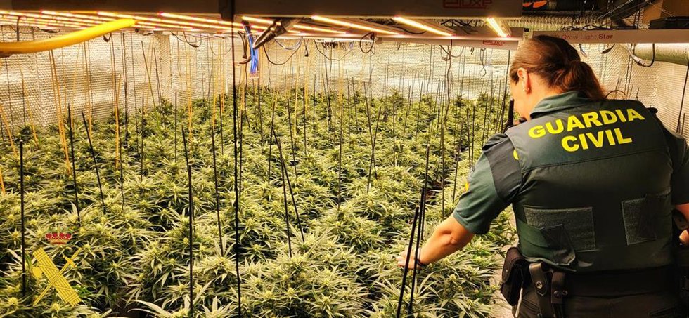 Una agente de la Guardia Civil inspecciona la plantación de marihuana intervenida en el interior de una vivienda de Adra (Almería).