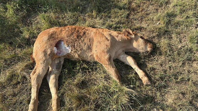 Asaja Salamanca denuncia la muerte de una vaca y dos terneros por ataques de buitres y meloncillos en El Cabaco.