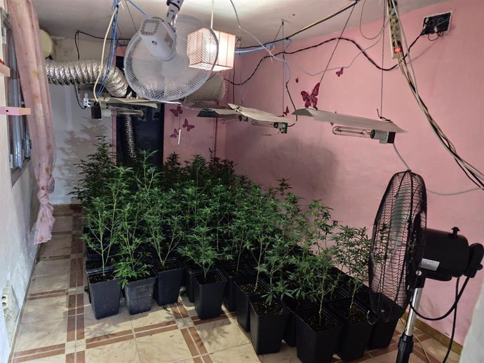 Plantación de marihuana en Puente Genil.