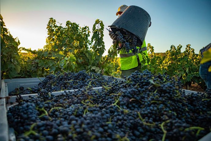 Archivo - Vendimia en la finca de Família Torres.