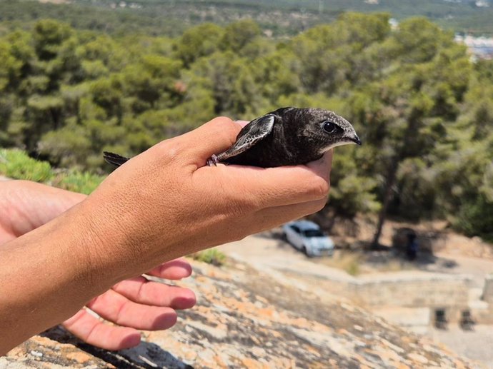 Liberadas medio centenar de crías de vencejo en el Castell de Bellver