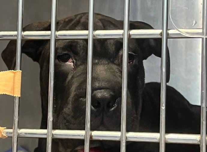 Perra rescatada en una patera.