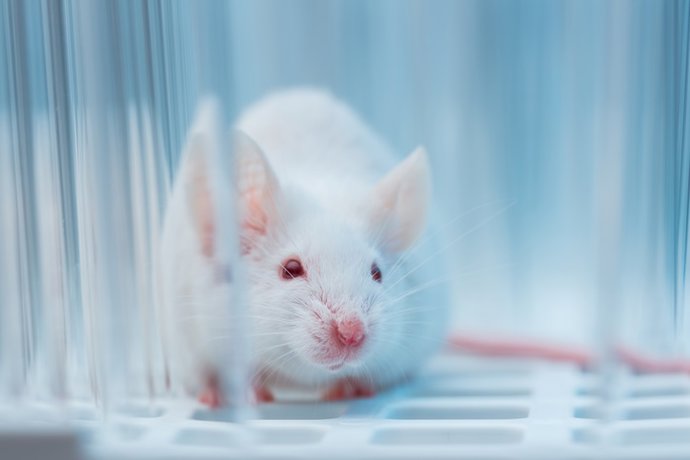 Ratón de laboratorio.