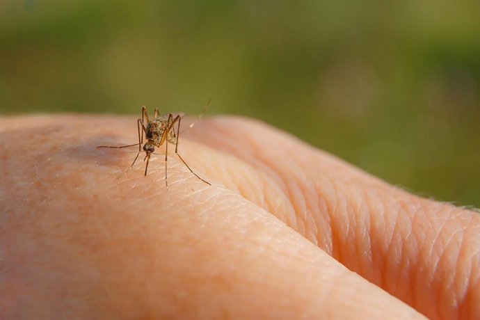 Archivo - Mosquito picando