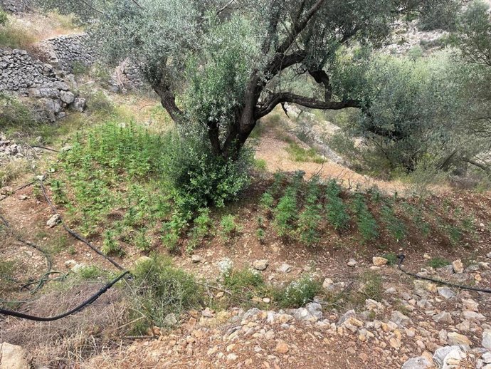 Plantación de marihuana en Bítem (Tarragona).