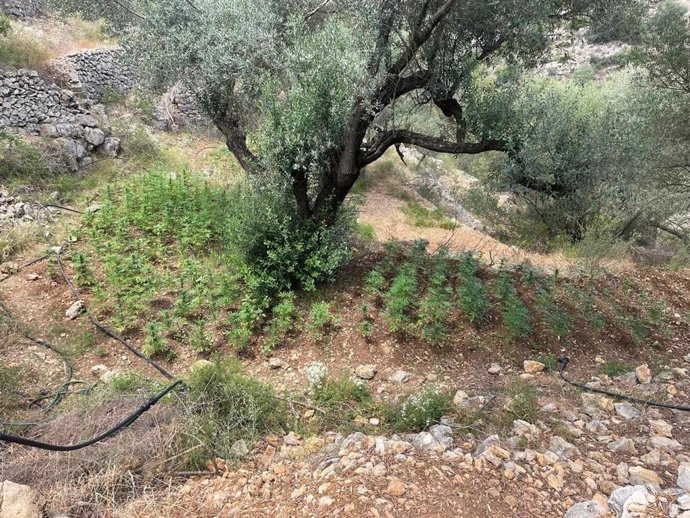 Plantació de marihuana a Bítem (Tarragona)