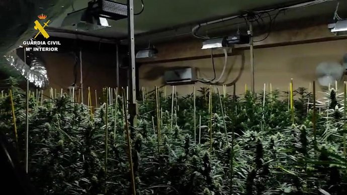 Plantación de marihuana en el interior de una vivienda en Monturque, que ha sido desmantelada por la Benemérita.