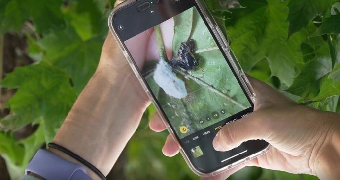 El Ayuntamiento de Pamplona ha soltado mariquitas y 'moscas de las flores' de forma controlada en árboles para luchar contra el pulgón.