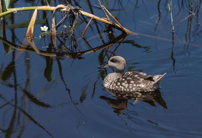 AndalucíaVerde.- La Junta crea una Mesa Técnica para combatir la caza furtiva de aves acuáticas en el Bajo Guadalquivir