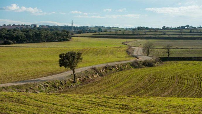 Archivo - Explotaciones agrícolas.