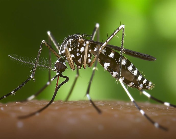 Archivo - Imagen de recurso de un mosquito tigre.