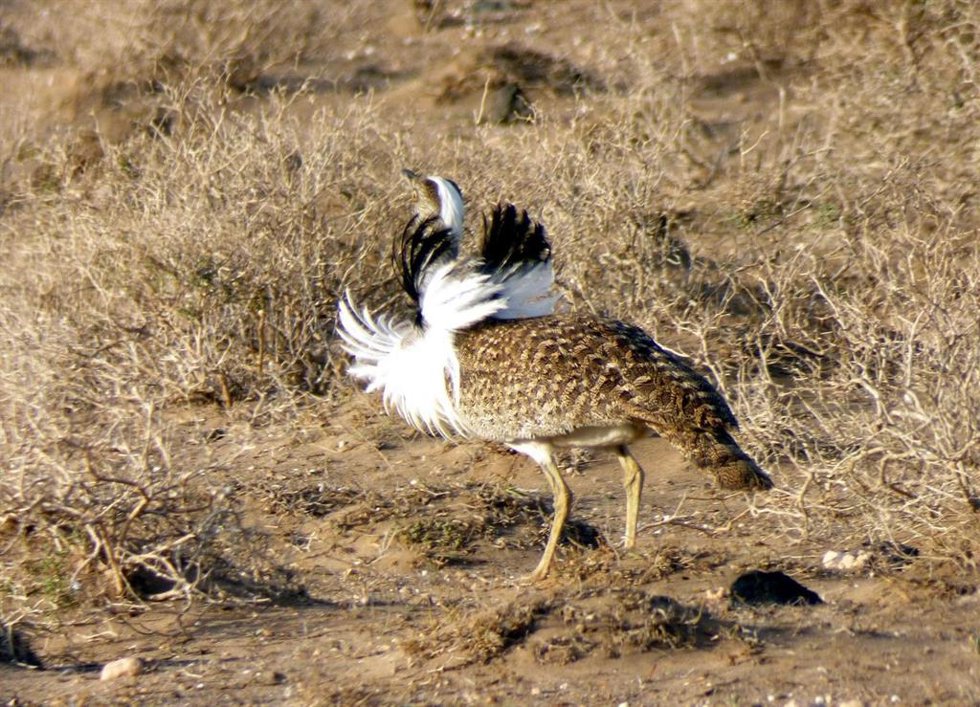 SEO/BirdLife celebra este viernes su 70 Aniversario en Canarias y un homenaje al ornitólogo "Checho" Bacallado