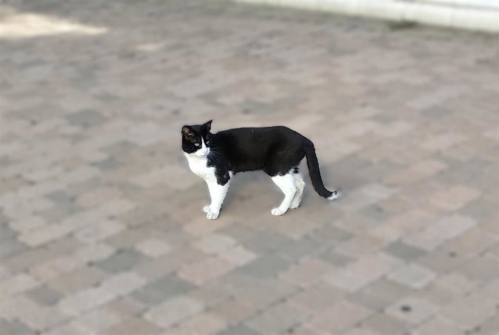 Archivo - Gato.