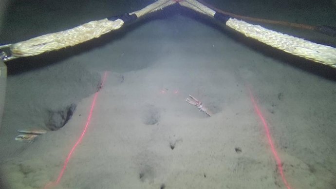 Imagen del fondo marino.