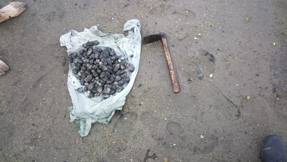 Almejas incautadas a trs furtivos sorprendidos en la playa de Ríos, en Teis (Vigo) el 21 de junio de 2025.