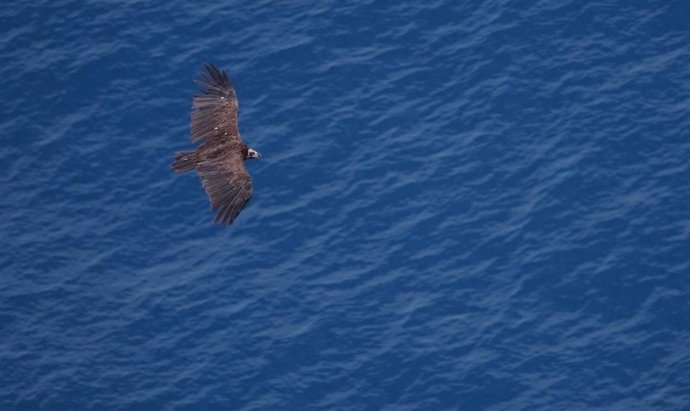 Archivo - Buitre negro.