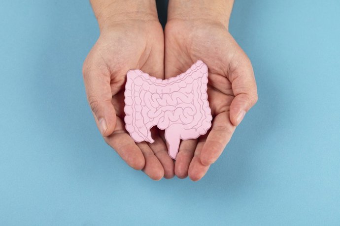 Archivo - Imagen de recurso de la representación de un intestino.