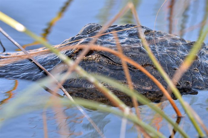 Archivo - Imagen de archivo de un caimán.