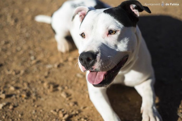 Archivo - Perro en Son Reus en Palma