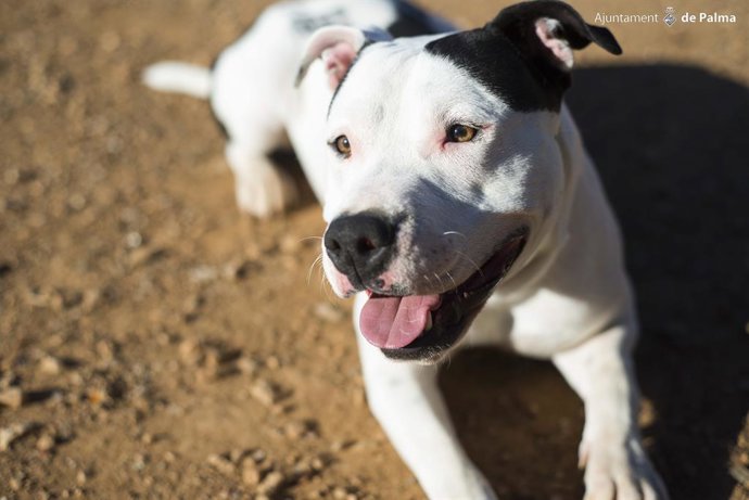 Archivo - Perro abandonado de Son Reus en Palma