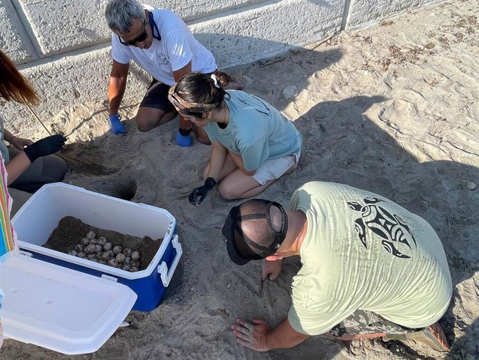 Dénia (Alicante) registra el segundo nido de tortuga boba de la temporada con 70 huevos