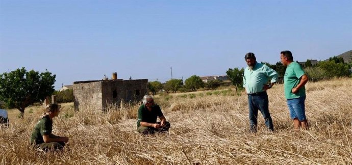 El vicepresidente segundo y conseller insular de Medio Ambiente, Medio Rural y Deportes, Pedro Bestard, y personal del Servicio de Caza visitan algunos campos de cereal