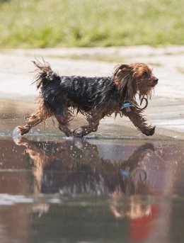 Archivo - Se recomienda refrescarse 