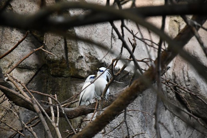 Exemplars de mainà de Bali al Zoo de Barcelona