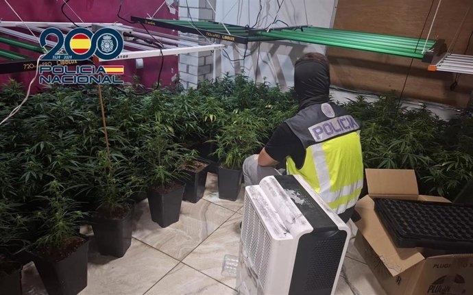 Desmanteladas siete plantaciones de marihuana 'indoor' y detenidas nueve personas en Aldaia