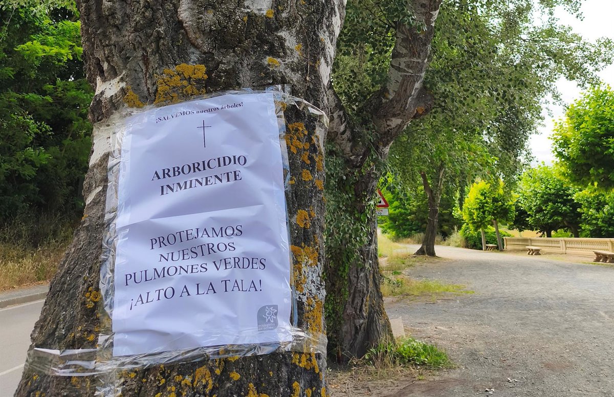 Ecologistas en Acción critica que el Gobierno riojano haya rechazado la protección de los álamos  centerarios  en Haro