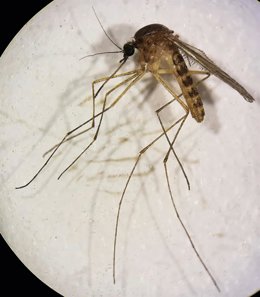 Archivo - Mosquito transmisor del Virus del Nilo.