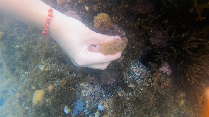 Hallan nuevas microalgas potencialmente tóxicas en la costa mediterránea de la Región de Murcia