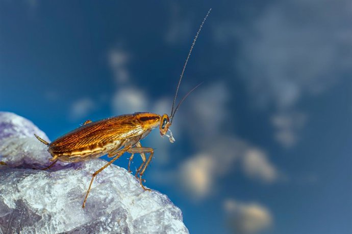 Lo que ocurre cuando aplastas una cucaracha puede hacerte cambiar de opinión: así contaminas tu casa sin saberlo