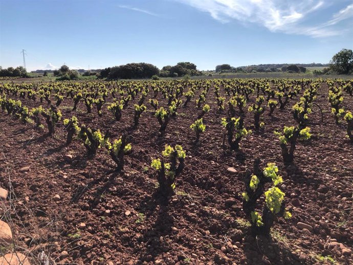 Archivo - Viñedo en Rioja
