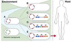 Esquema recogido en el estudio de la UMH